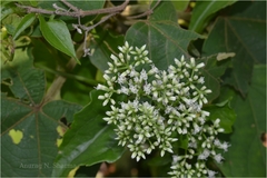 Mikania micrantha